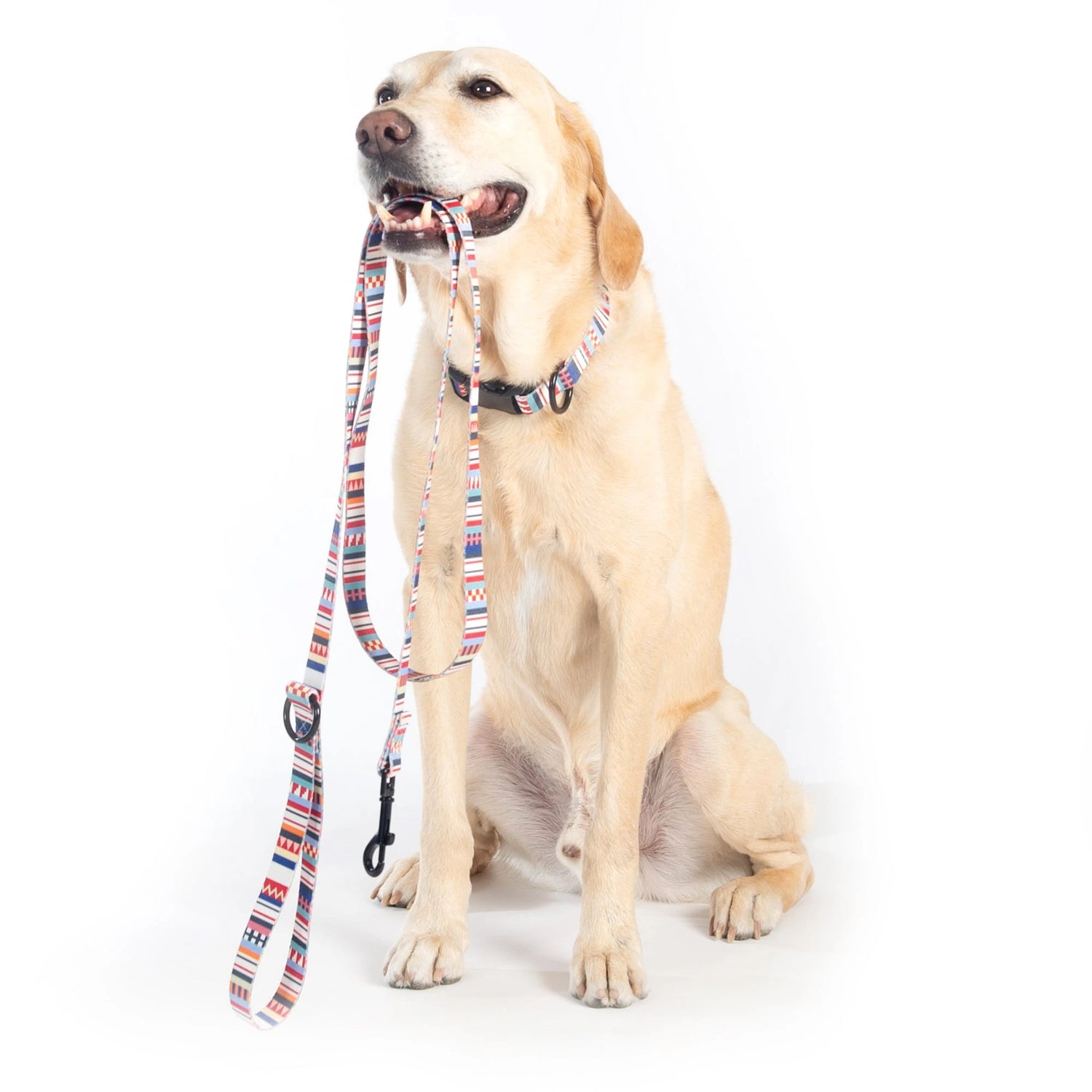 Pet Collars and Leashes