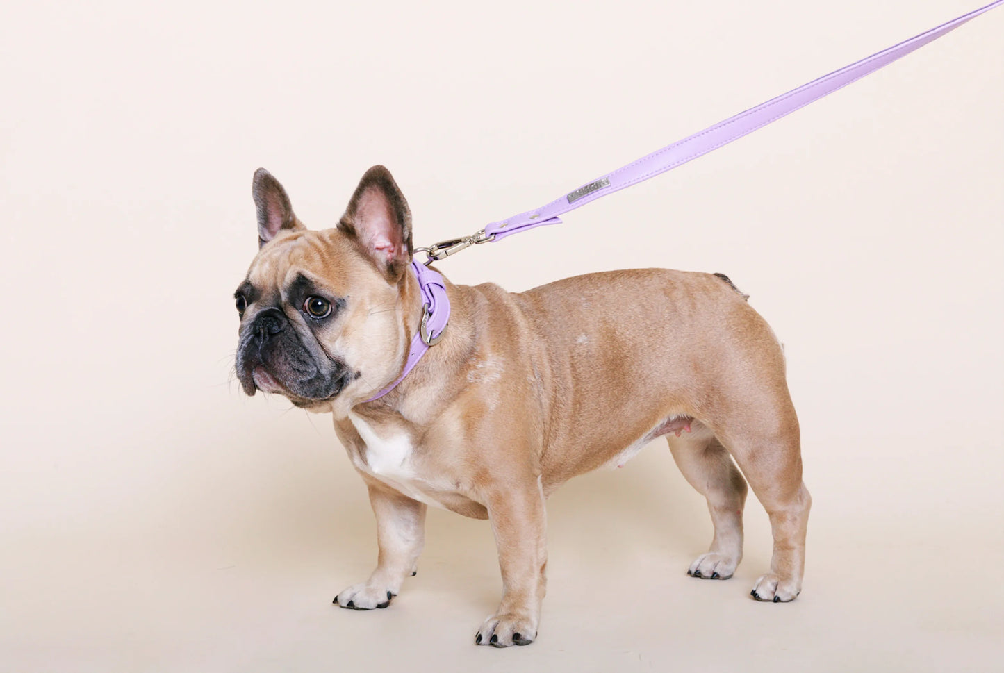 Lavender Cactus Leash